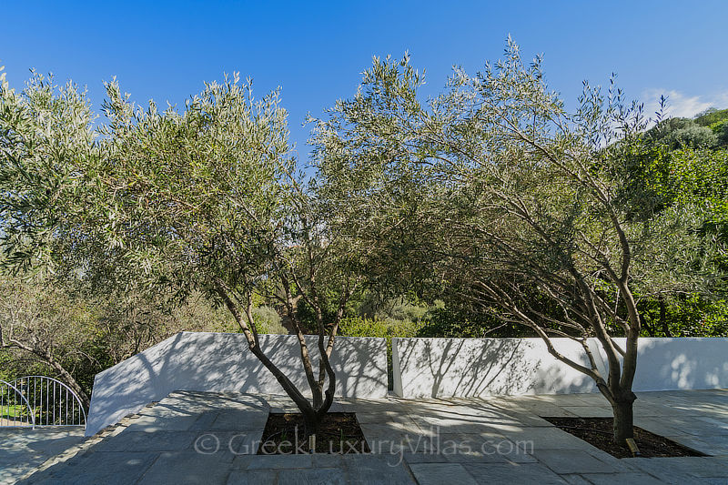 Olivenbäume auf Terrasse der Villa auf Andros