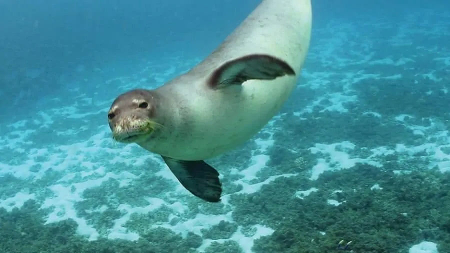 Monk Seal Alonissos